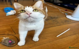 Domestic Shorthair cats for adoption: Jason & Pammy, 6 month old female & 8 yr old male - Image 4