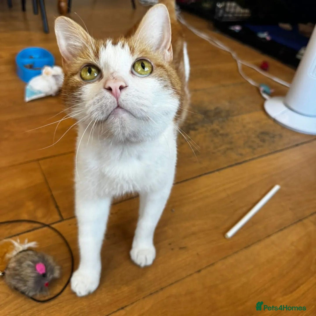 Domestic Shorthair cats for adoption: Jason & Pammy, 6 month old female & 8 yr old male - Image 4