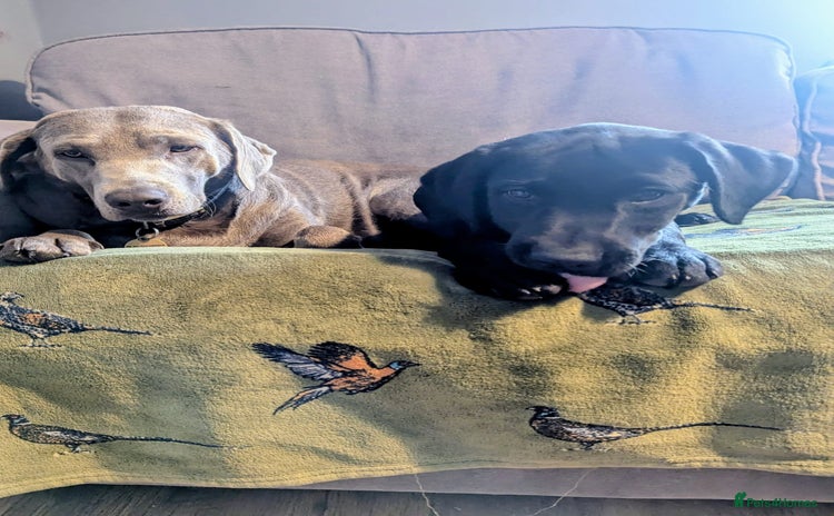Labrador Retriever dogs - Advert 1