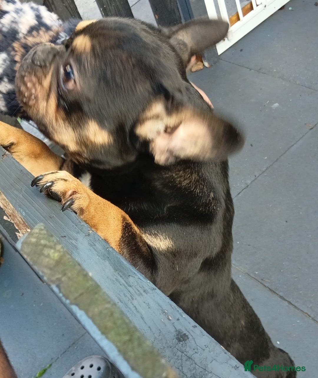 French Bulldog dogs for sale: French bulldog 16 months old  - Advert 1