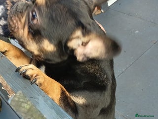 French Bulldog dogs French bulldog 16 months old - Advert 2