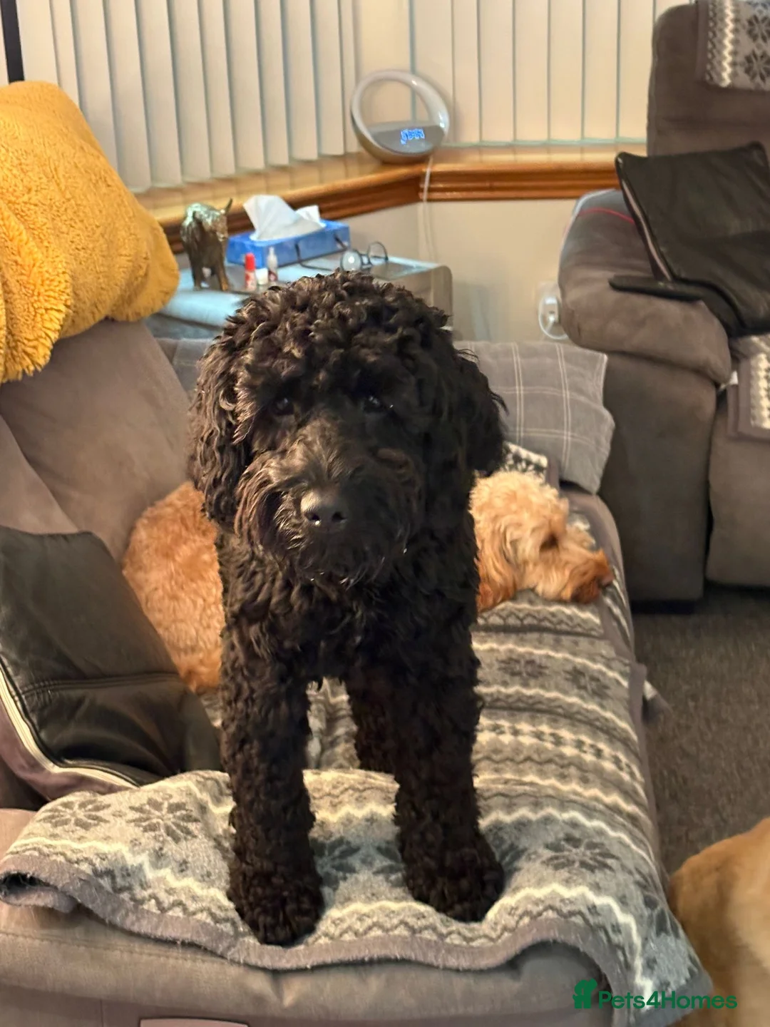 Cockapoo dogs for sale: Black Cockapoo boy - Advert 4