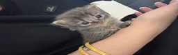 Mixed Breed cats for sale: 1 GREY KITTEN LEFT FOR SALE  - Advert 3
