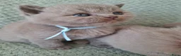 British Shorthair cats for sale: 7 beautiful lilac british shorthair kittens  - Advert 3