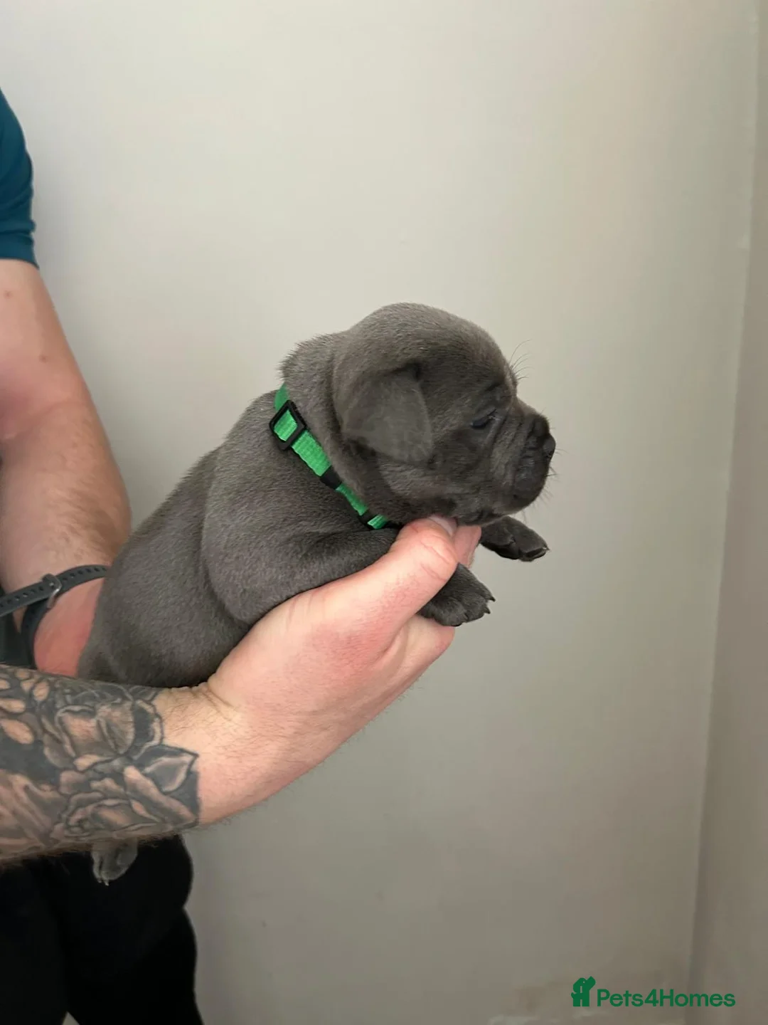 Staffordshire Bull Terrier dogs for sale: Staffordshire bull terrier  dogs blue staffs  - Advert 22