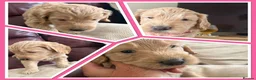 Mini Goldendoodle dogs for sale: MINI GOLDENDOODLE - Advert 14
