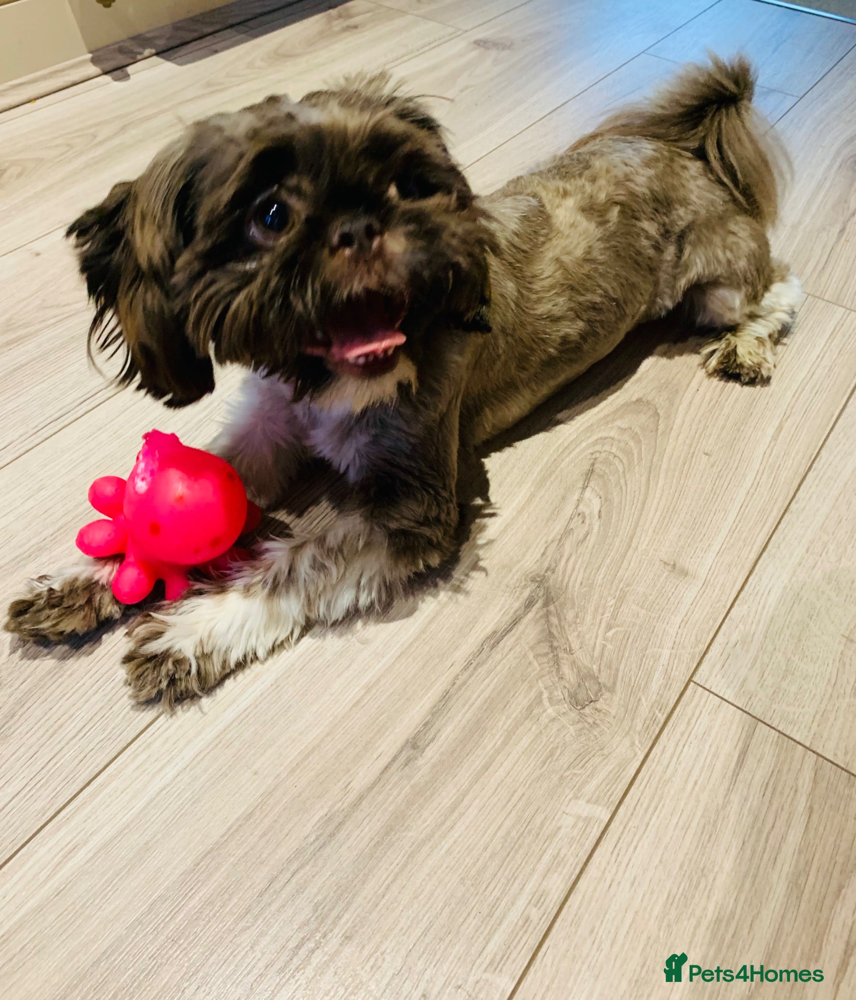 Shih Tzu dogs 1 year old Imperial Shih Tzu male house trained  - Advert 2