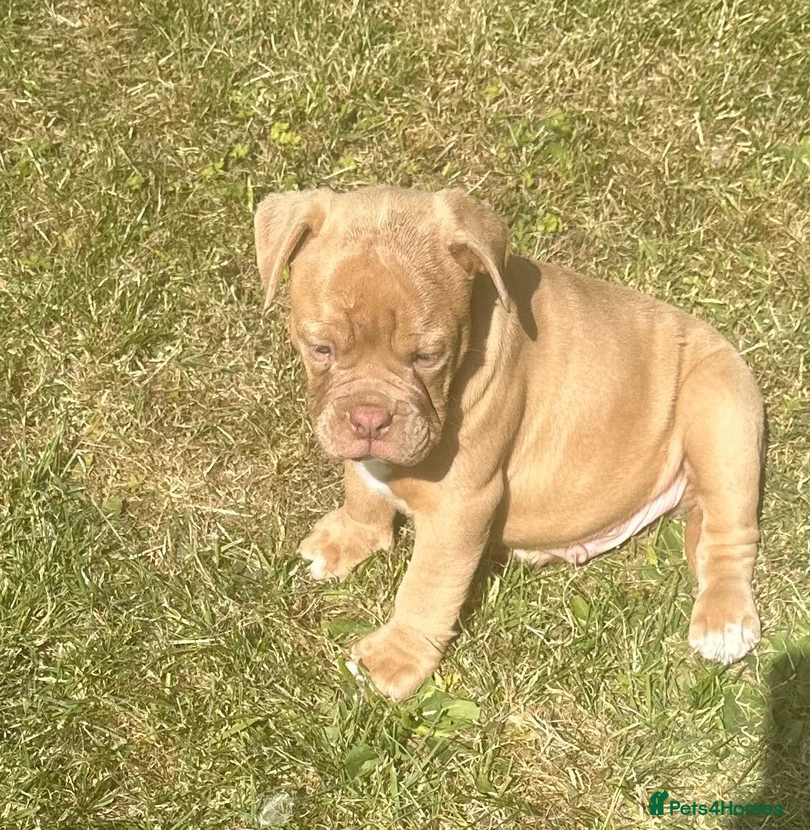 Olde English Bulldogge dogs Olde Tyme English bulldogge  - Advert 9