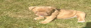 Olde English Bulldogge 3