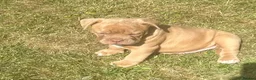 Olde English Bulldogge dogs for sale: Olde English bulldogge  - Advert 13