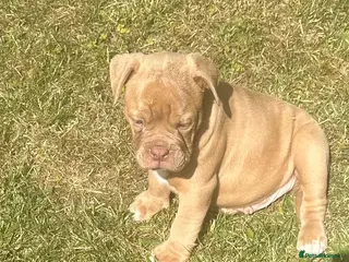 Olde English Bulldogge dogs Olde Tyme English bulldogge - Advert 9