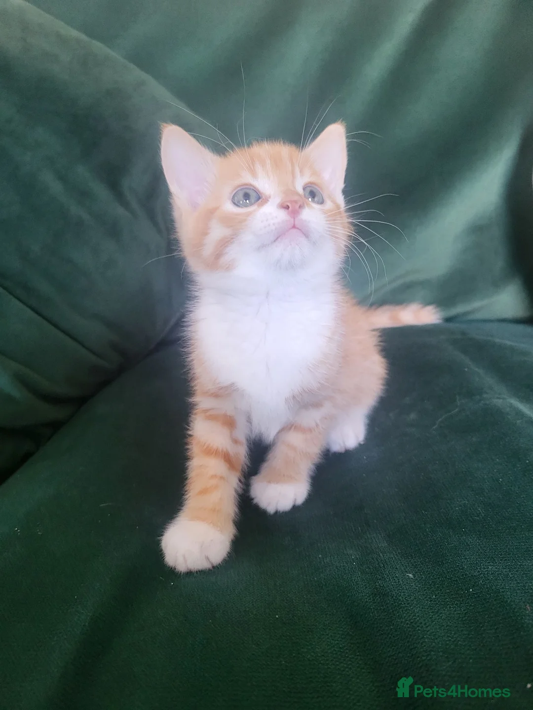 British Shorthair cats for sale: gorgeous kittens for sale Liverpool  in Prescot - Advert 11