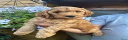 Cockapoo dogs for sale: Stunning F1 puppies Champions Bloodlines  - Advert 10