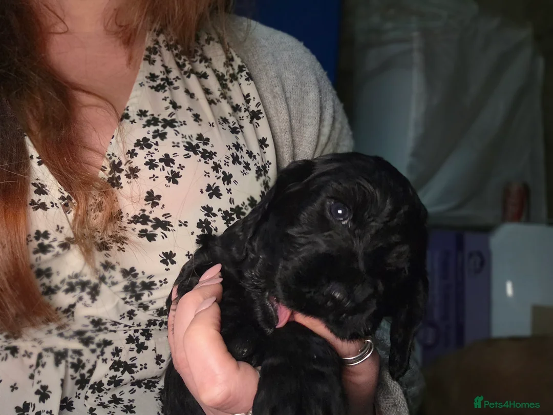 Cocker Spaniel dogs for sale: Cocker Spaniel Puppies (available for veiwing) - Advert 22