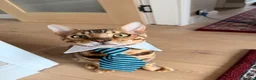 Bengal cats for sale: F3 Bengal glitter coat  in Nottingham - Advert 2