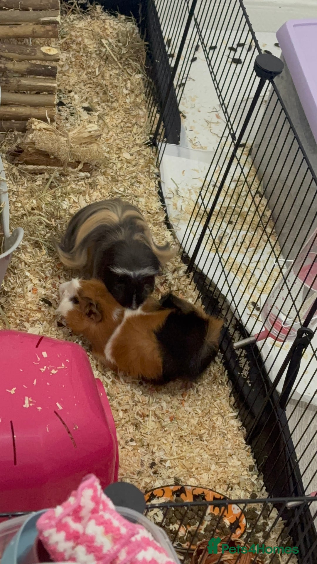 Guinea Pig rodents for sale: 2 male guinea pigs  - Advert 4