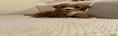 Shihpoo 1
