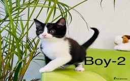 Mixed Breed cats for sale: Beautiful ,clever ,healthy village Kittens - Image 1