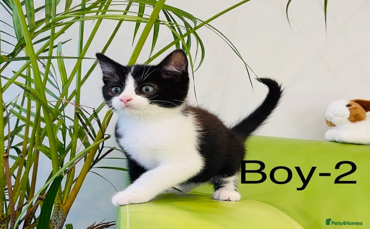 Mixed Breed cats - Advert 13