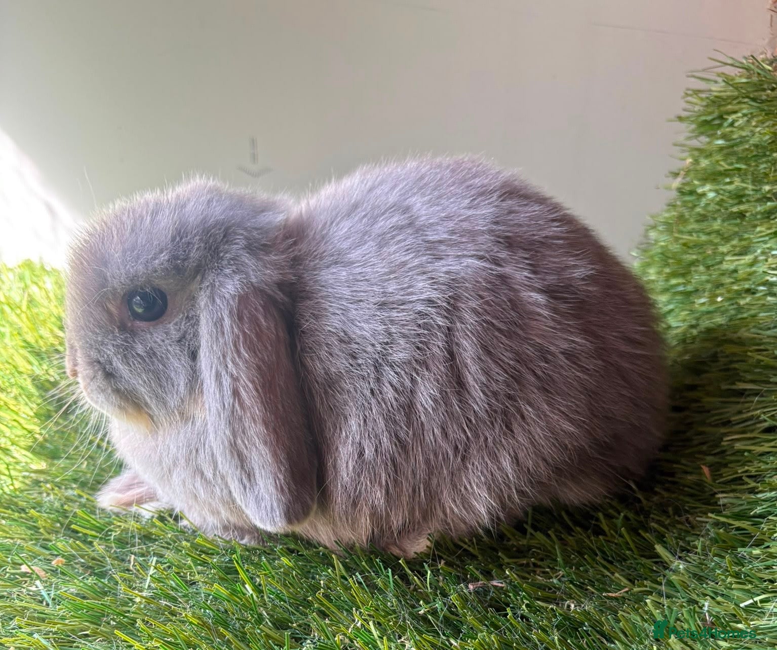 Mini Lop rabbits Stunning mini lop babies - amazing temperaments  - Advert 1