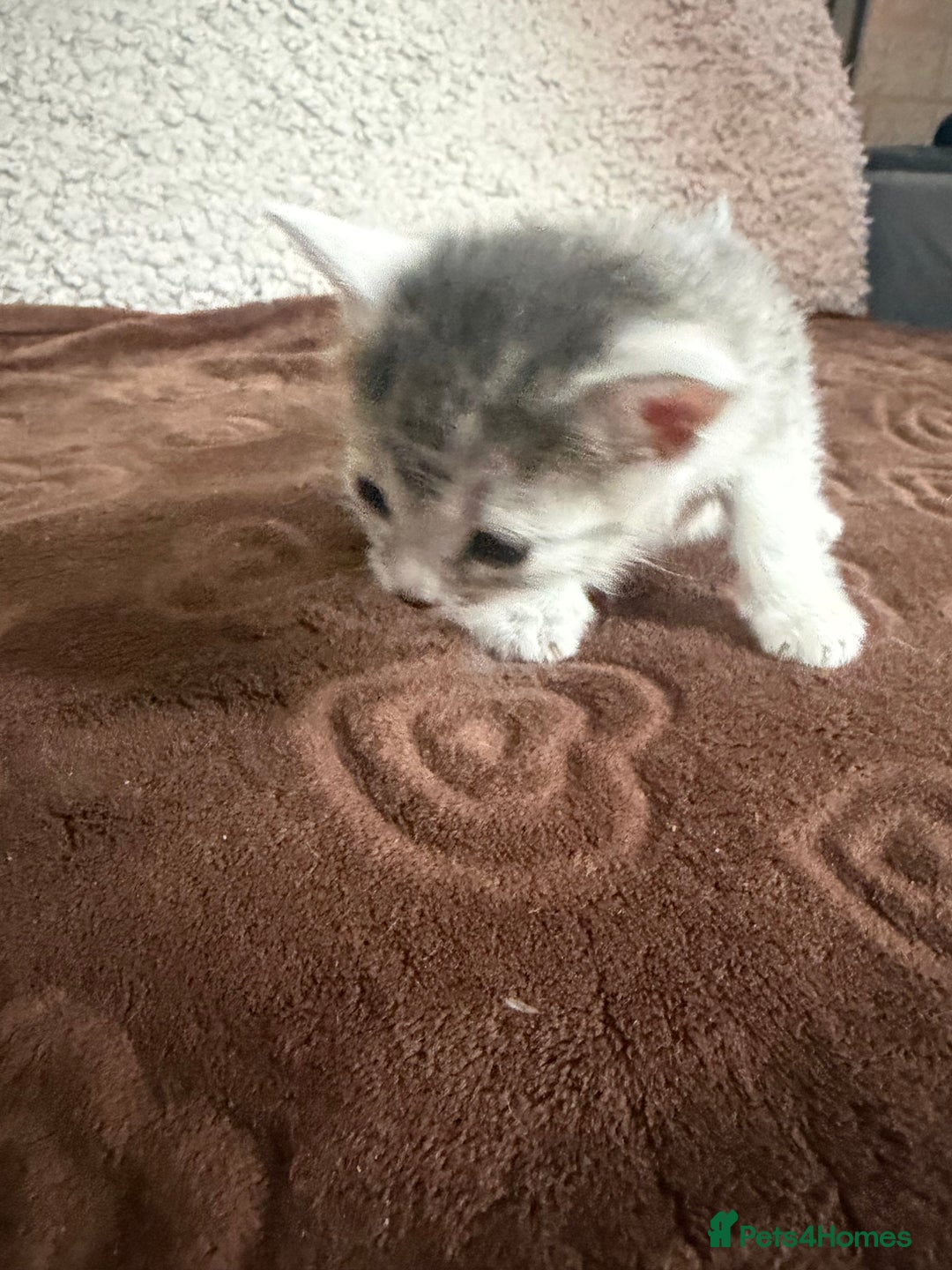 Russian Blue cats for sale: Kittens  - Advert 4