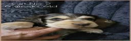 Cocker Spaniel dogs for sale: KC Sired Show Cocker Spaniels puppies| Champ Lines - Advert 24