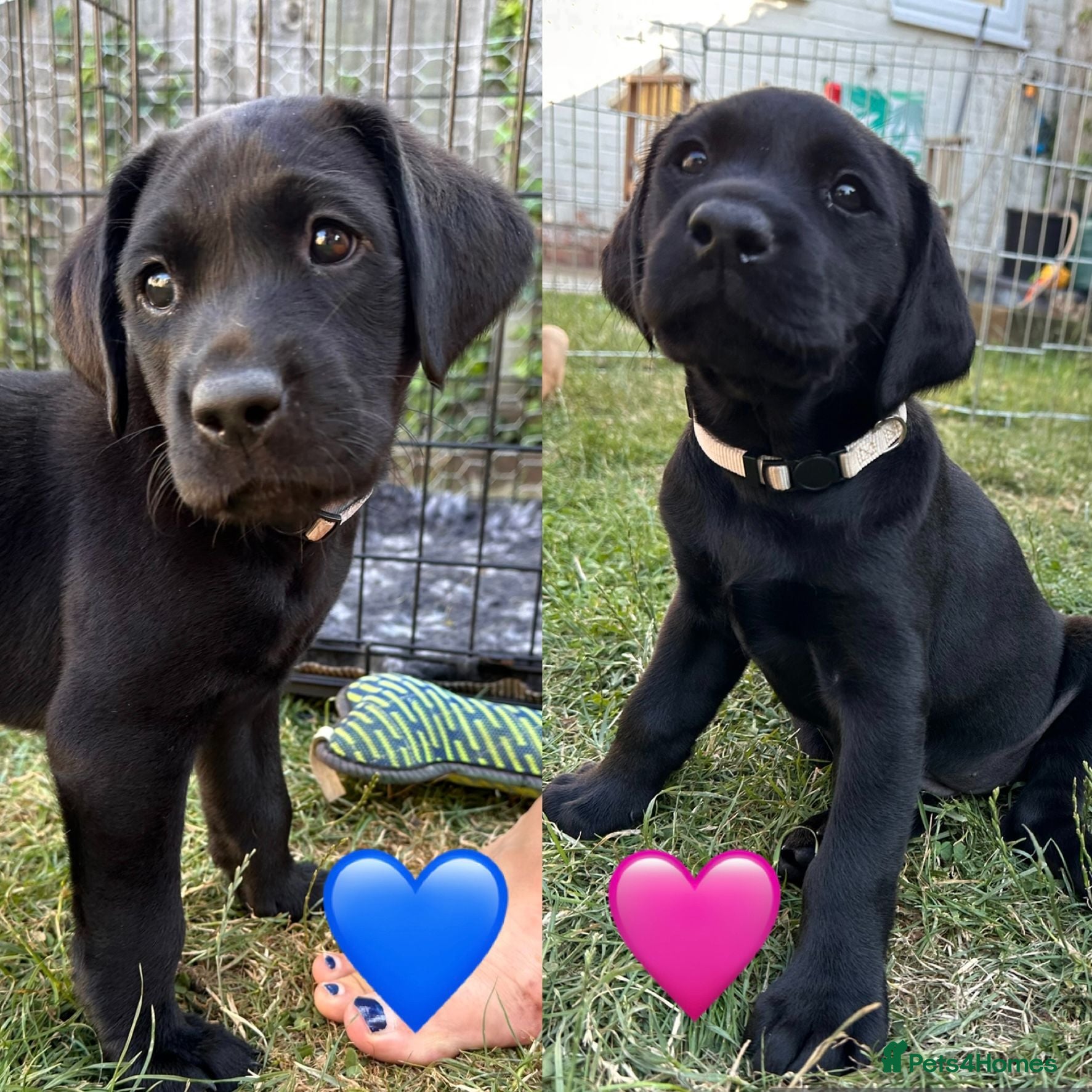 Labrador Retriever dogs Stunning KC registered Red & Black puppies - Advert 16