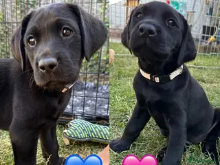 Labrador Retriever dogs Stunning KC registered Red & Black puppies - Advert 16