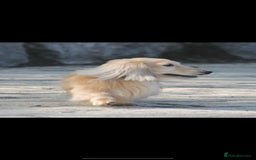 Miniature Dachshund dogs for sale: Beautiful Cream long haired Dachshunds  - Image 11