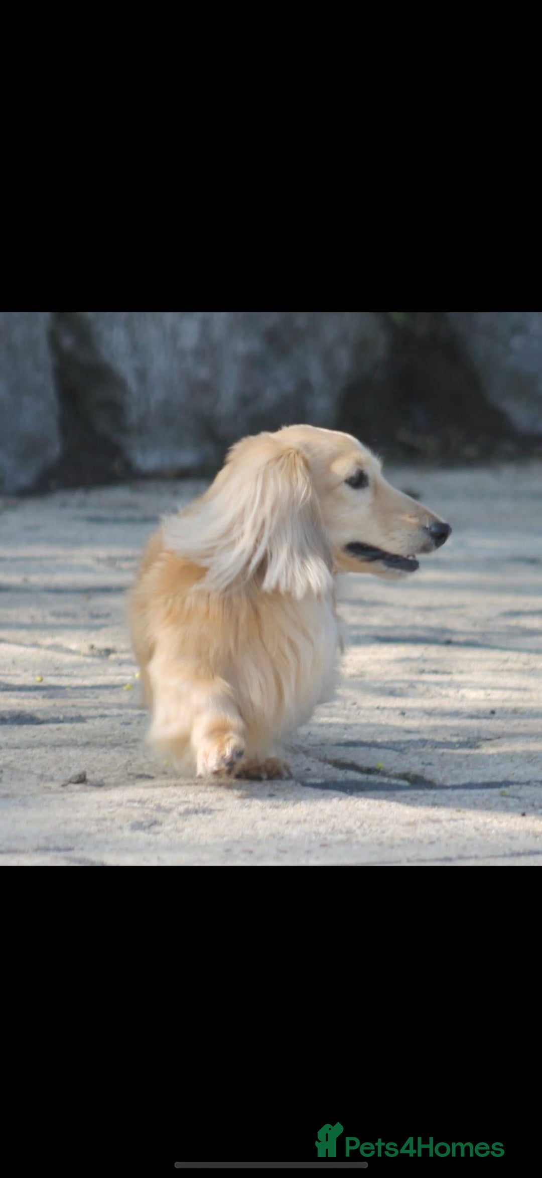 Miniature Dachshund dogs for sale: Beautiful Cream long haired Dachshunds  - Image 11