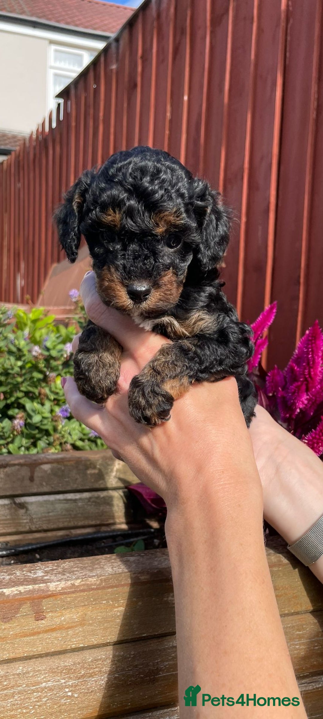 Cockapoo dogs for sale: Beautiful cockapoo puppies - Image 11