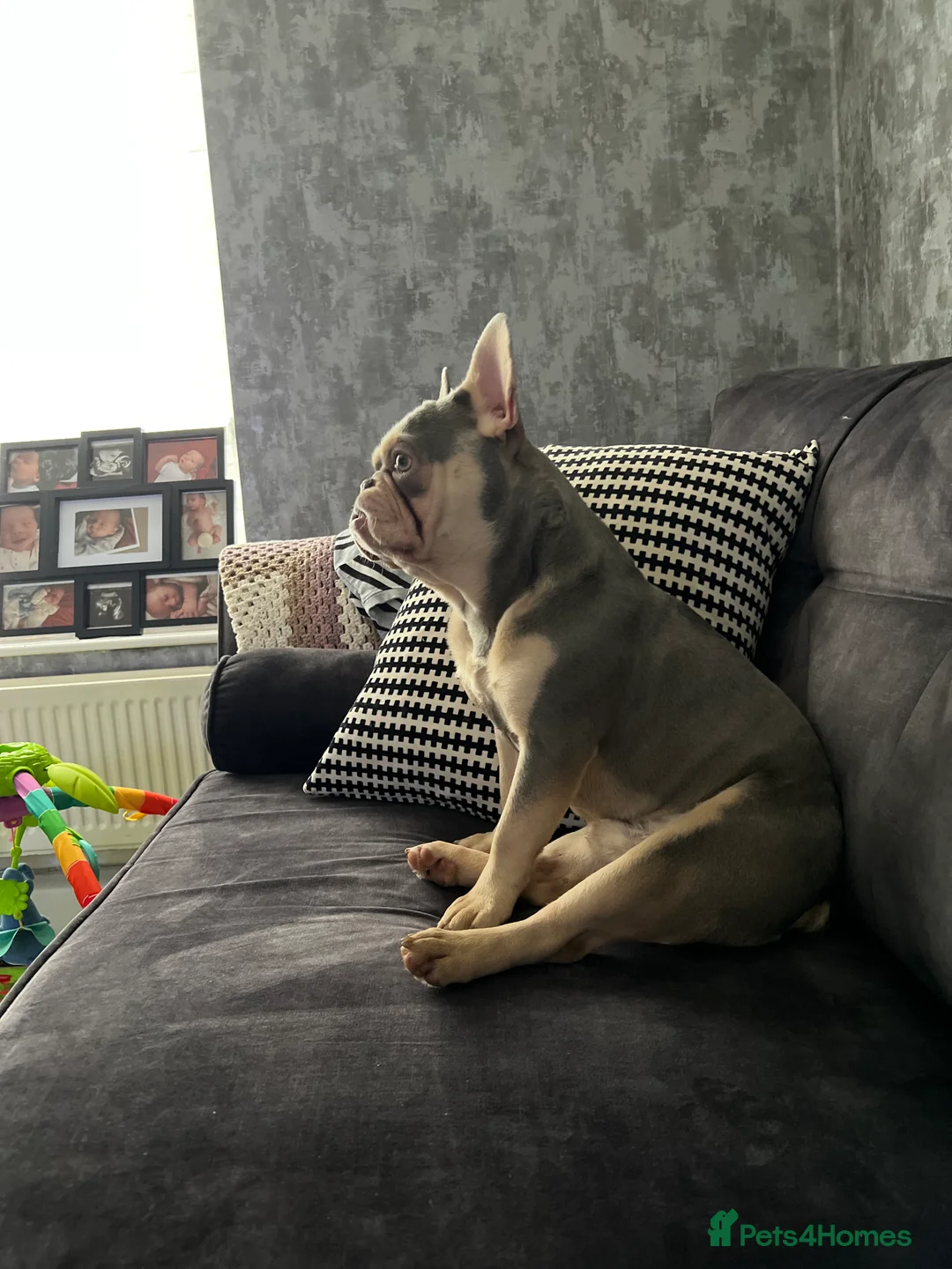 French Bulldog dogs for sale: Frenchie pup Looking for home - Advert 3