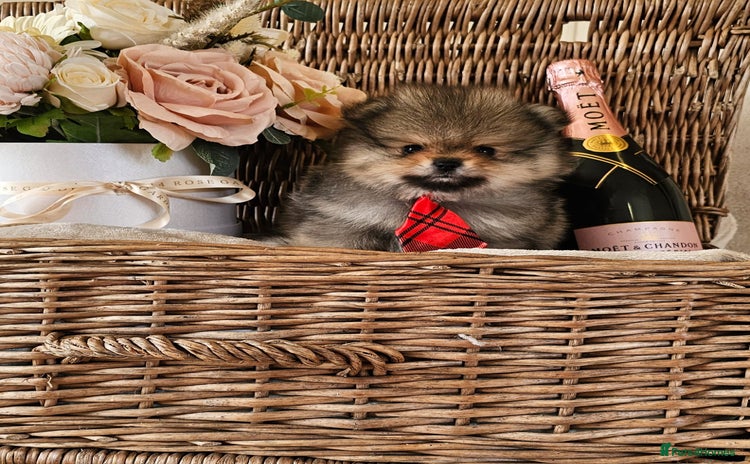 Pomeranian dogs - Advert 3
