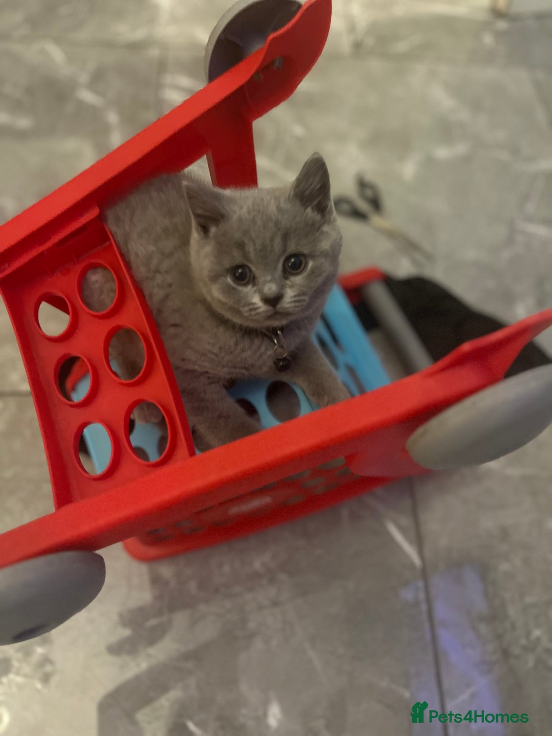 British Shorthair cats for sale: Beautiful  lilac and blue kittens 2 boys 1 girl - Image 14