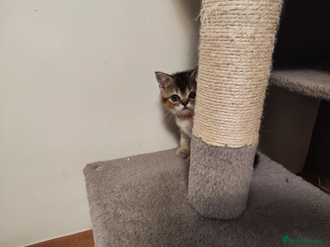 British Shorthair cats for sale: British Shorthair Kittens Full Pedigree Parents  - Advert 25