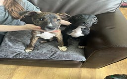 Mixed Breed dogs for sale: Staffy pups - Advert 3