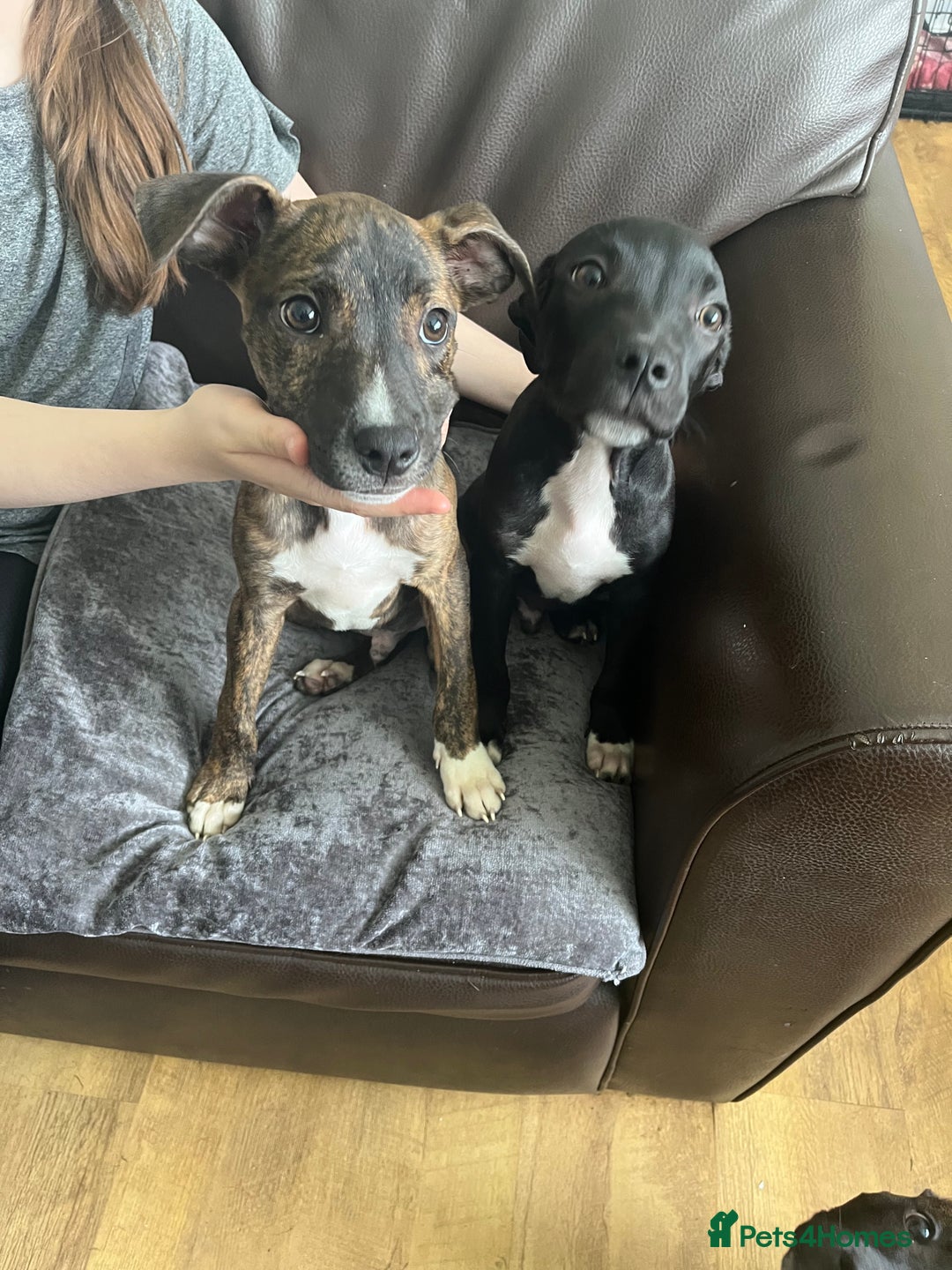 Mixed Breed dogs for sale: Staffy pups - Advert 3