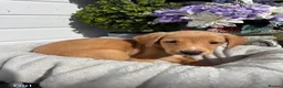 Labrador Retriever dogs for sale: Stunning Labrador puppies  in Dartford - Advert 5
