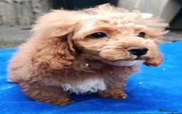 Toy Poodle dogs for sale: STUNNING TOY POODLES KC REG HEALTH TESTED  - Image 6