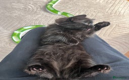 Mixed Breed cats for sale: 3 kittens for sale  - Image 11