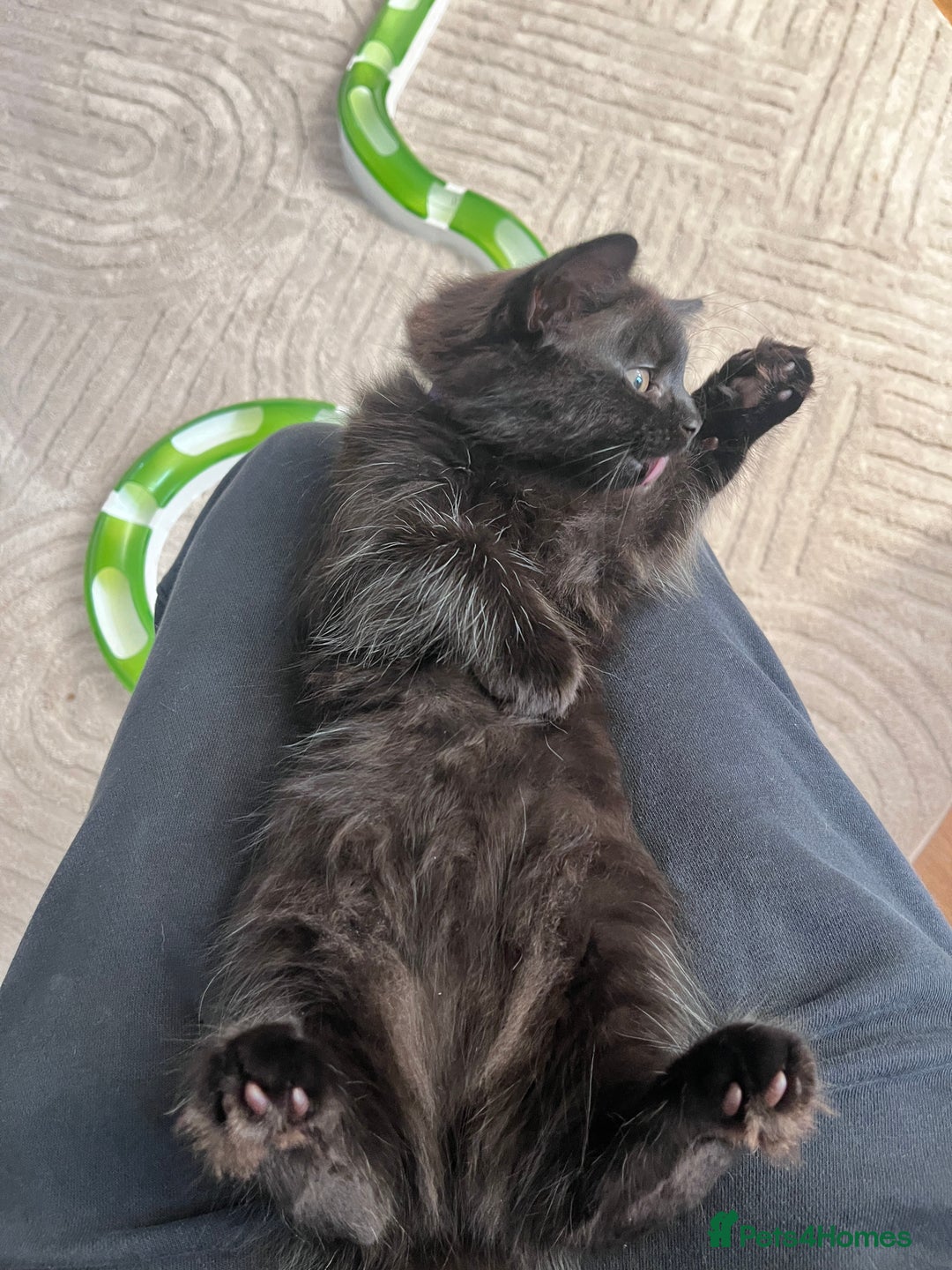 Mixed Breed cats for sale: 3 kittens for sale  - Image 11