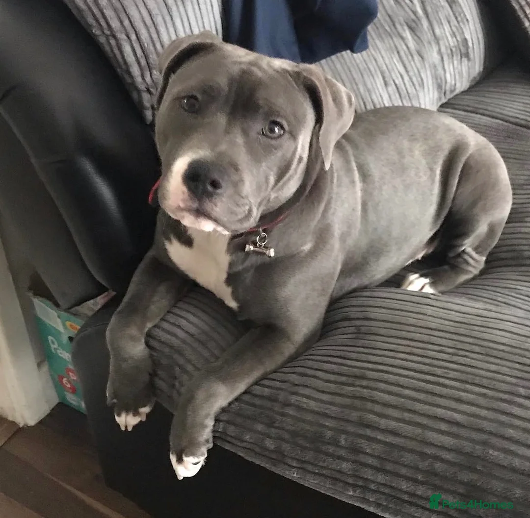 Staffordshire Bull Terrier dogs for sale: 3 gorgeous Bluey brindle girls for sale  - Advert 1