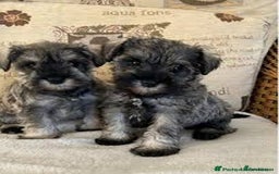Miniature Schnauzer dogs for sale: Kc true miniature schnauzers  - Image 2