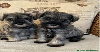 Miniature Schnauzer dogs - Advert 9