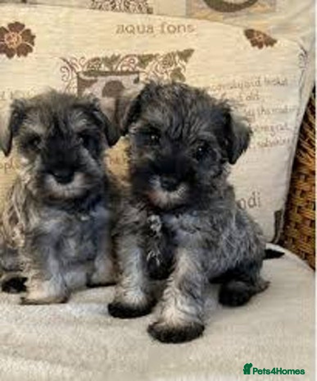 Miniature Schnauzer dogs for sale: Kc true miniature schnauzers  - Image 2