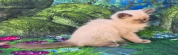 Ragdoll cats for sale: GCCF Registered Ragdoll Kittens  - Advert 14