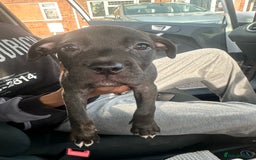 Mixed Breed dogs for sale: Cane corso x staff puppies  - Image 13