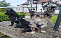 Chihuahua dogs for stud: Looking to stud for first time - Advert 3