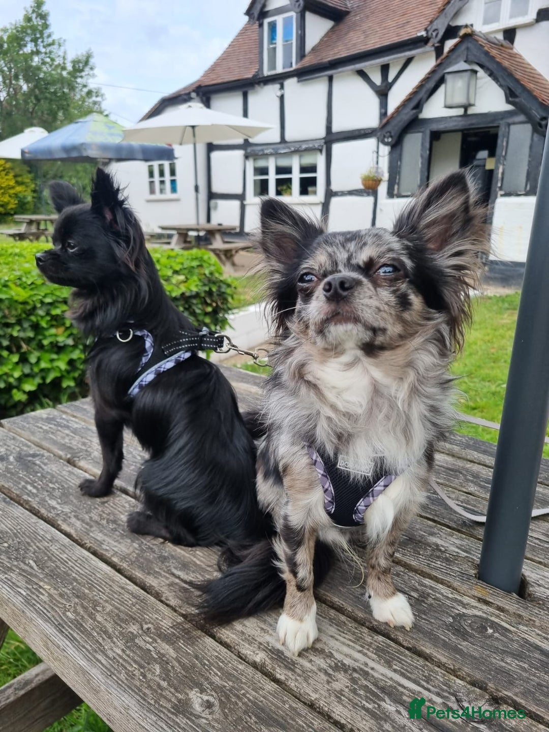 Chihuahua dogs for stud: Looking to stud for first time - Advert 3