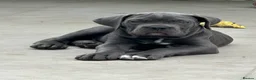 Cane Corso dogs for sale: Last Adorable Puppy Blue Cane Corso available - Advert 3